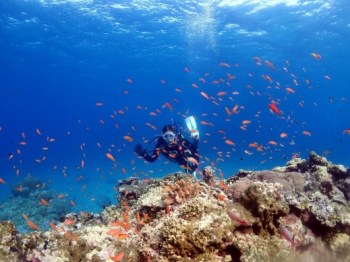 珊瑚もたくさん、魚もたくさん石垣島の海は最高です！